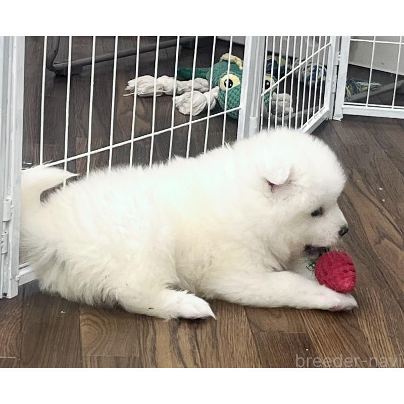 成約済の東京都のサモエド-426585の2枚目