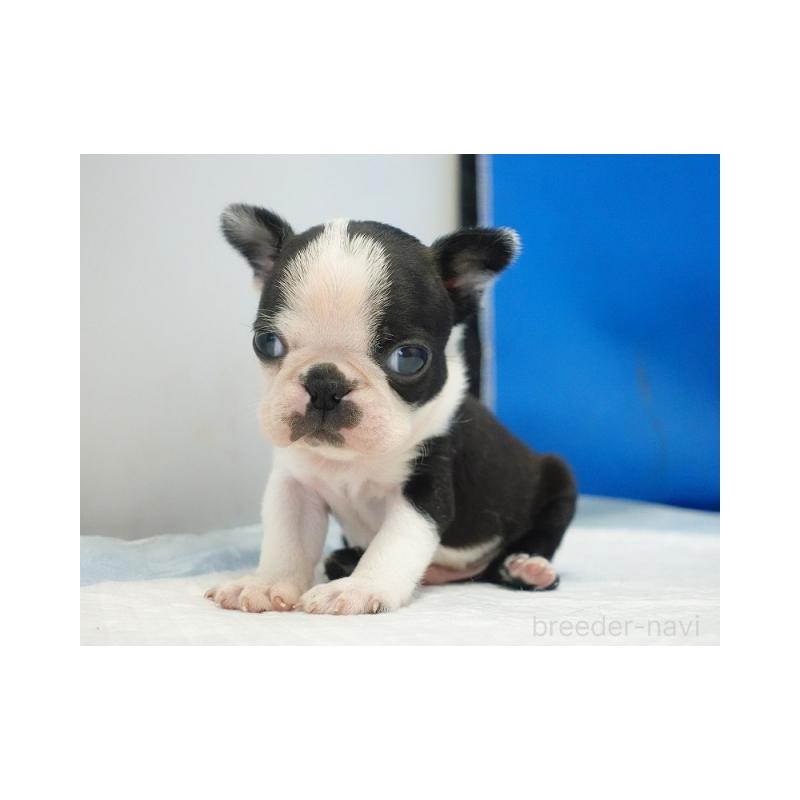 販売中の愛知県のボストンテリア-427240の5枚目