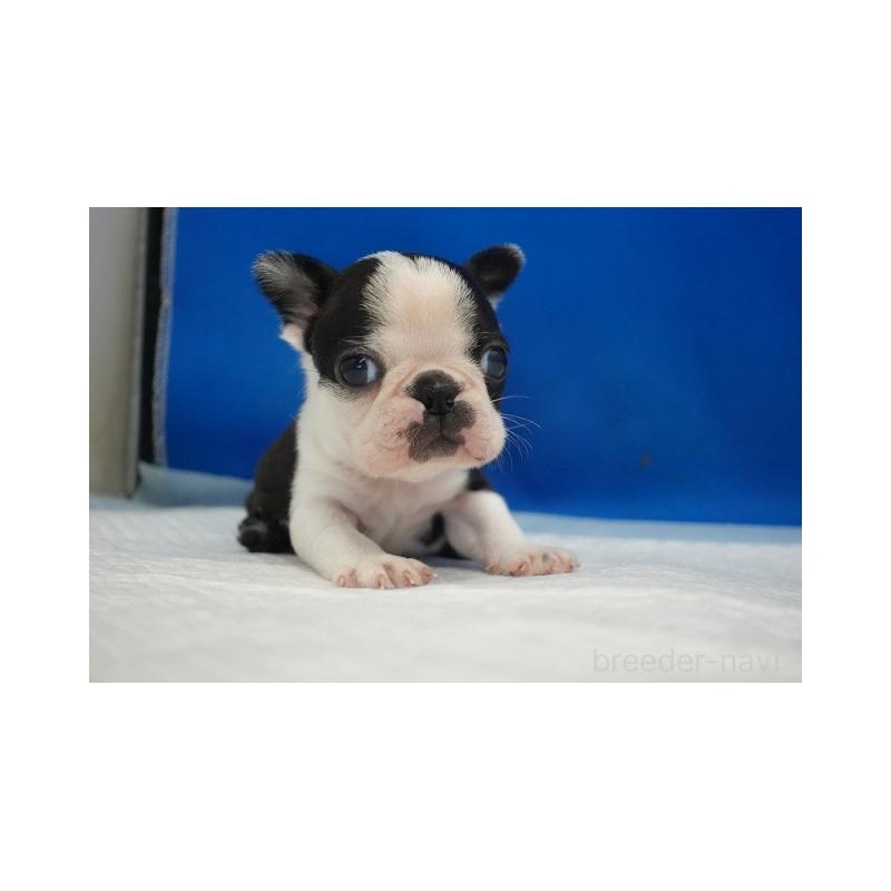 販売中の愛知県のボストンテリア-427240の4枚目