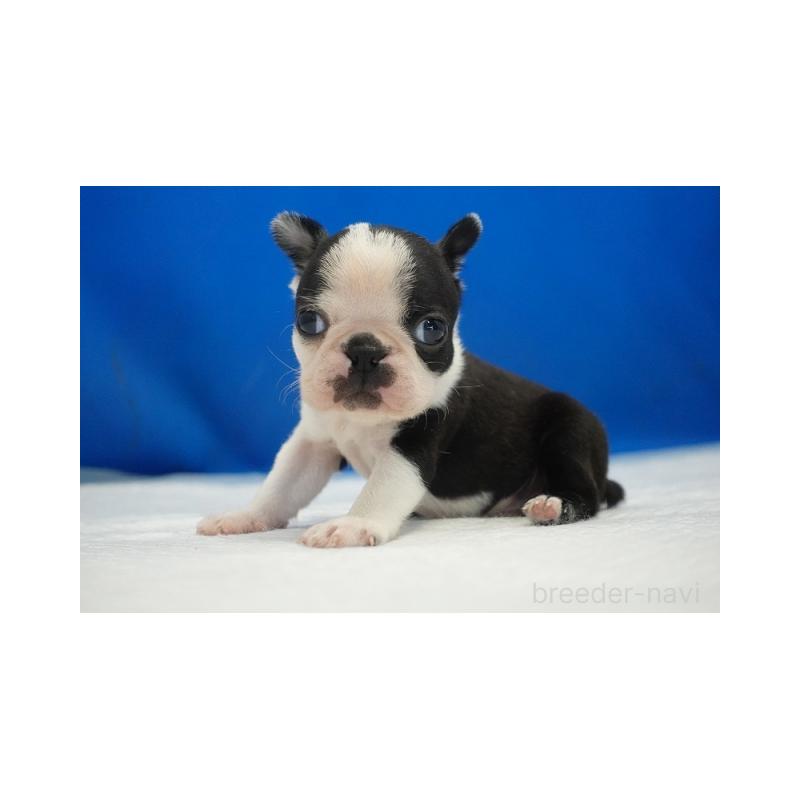 販売中の愛知県のボストンテリア-427240の3枚目