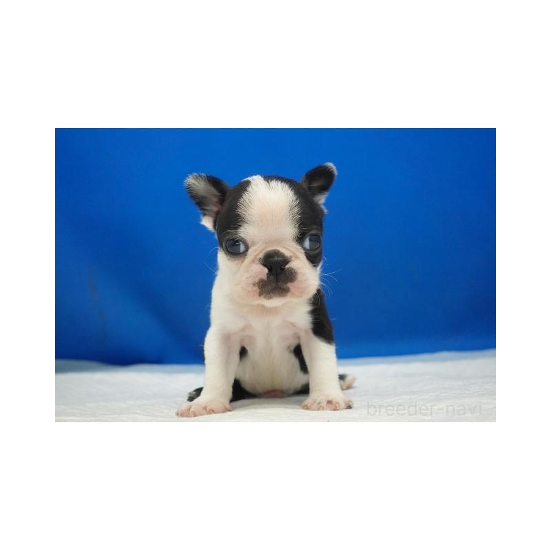 販売中の愛知県のボストンテリア-427240の2枚目