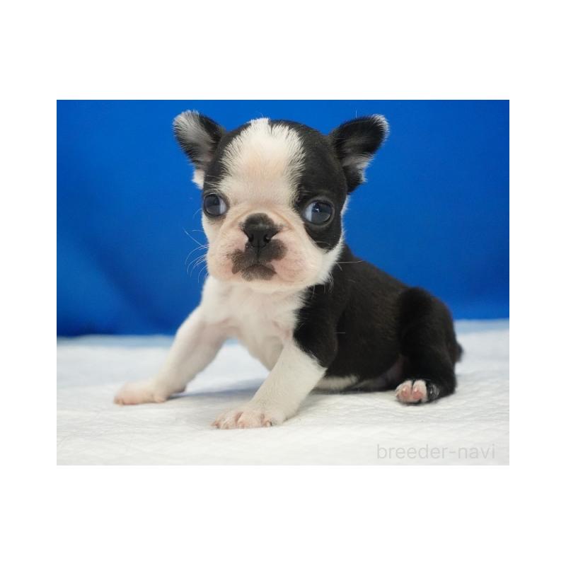 販売中の愛知県のボストンテリア-427240の1枚目