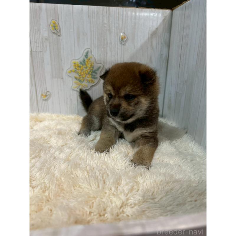 販売中の群馬県の豆柴-427242の3枚目