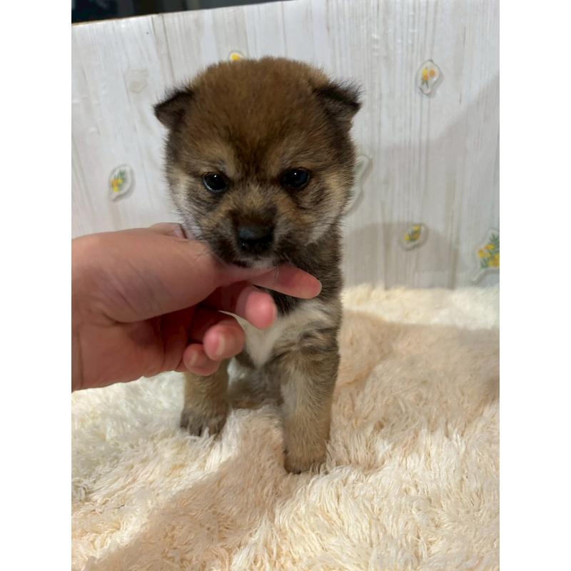 販売中の群馬県の豆柴-427242の1枚目