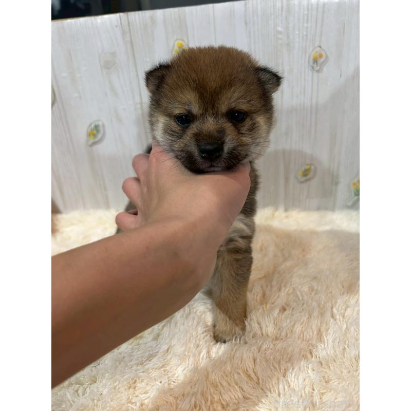 販売中の群馬県の豆柴-427242の2枚目