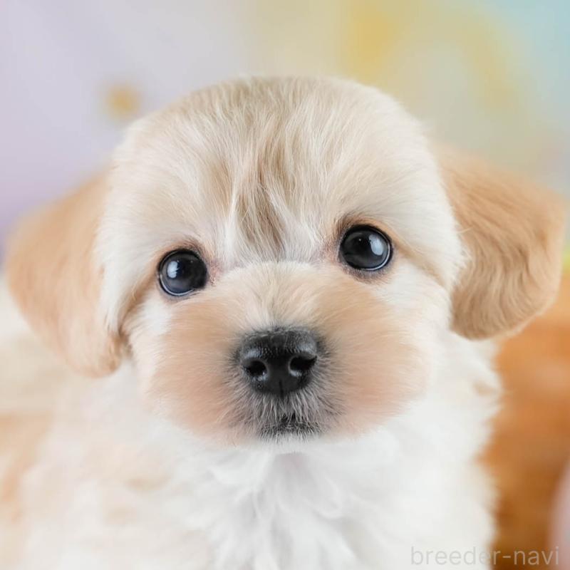 販売中ののマルプー:マルチーズ×トイプードル-427245