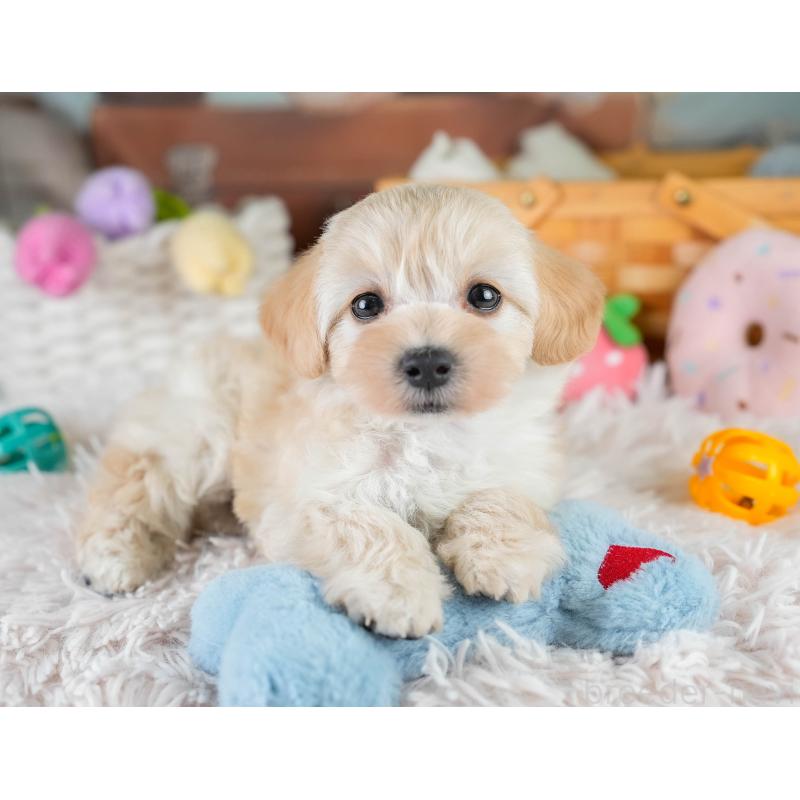 販売中の埼玉県のマルプー:マルチーズ×トイプードル-427245の8枚目