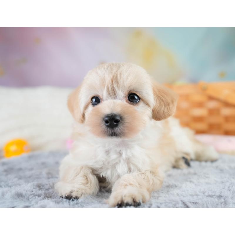 販売中の埼玉県のマルプー:マルチーズ×トイプードル-427245の6枚目