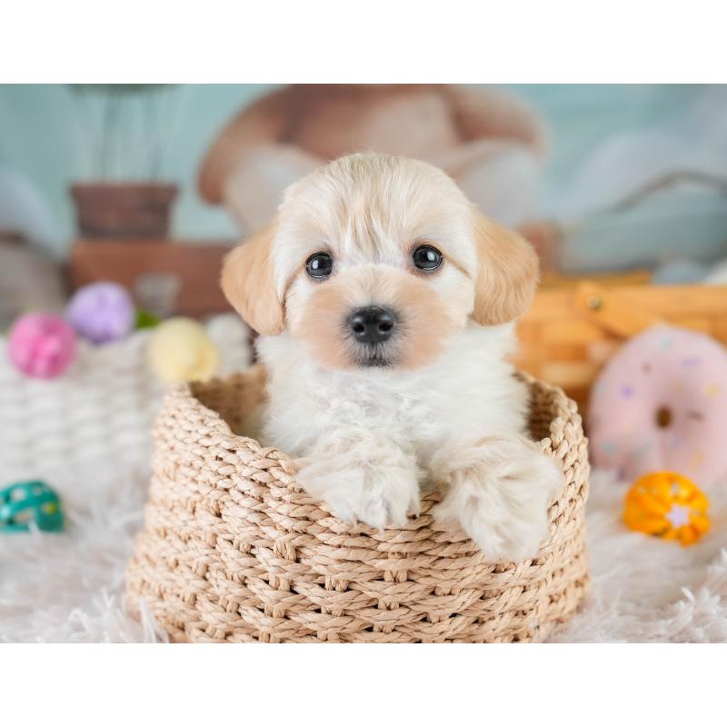 販売中の埼玉県のマルプー:マルチーズ×トイプードル-427245の5枚目