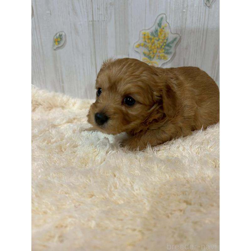 販売中の群馬県のチワプー:チワワ×トイプードル-427244の4枚目