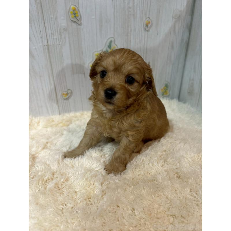 販売中の群馬県のチワプー:チワワ×トイプードル-427244