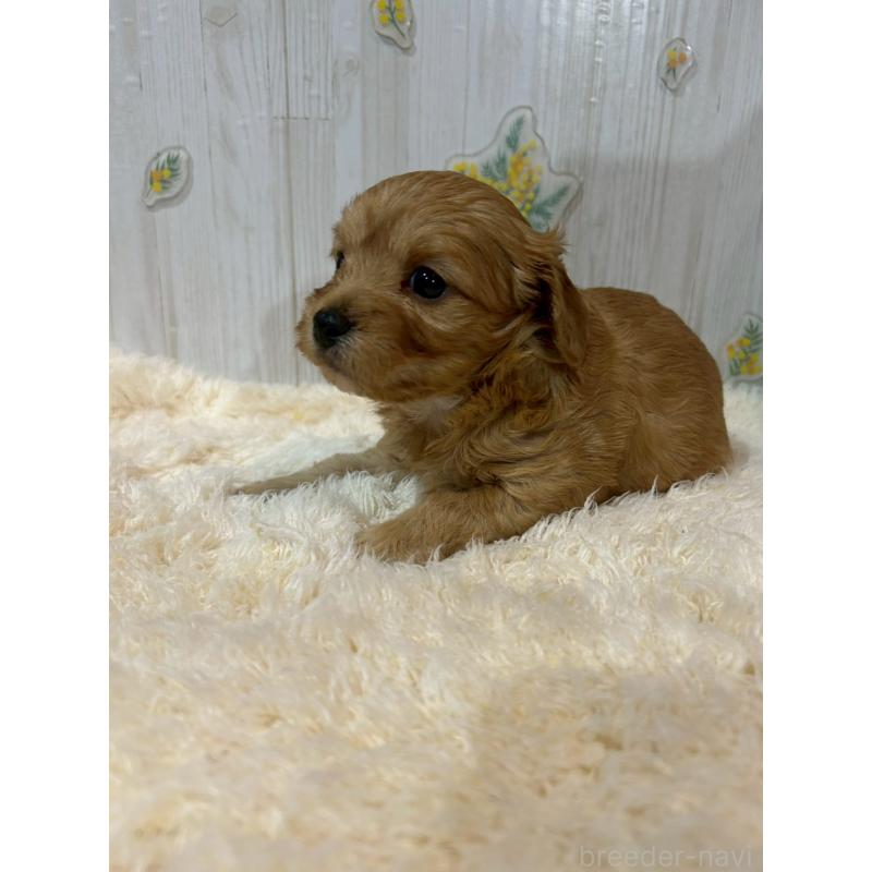 販売中の群馬県のチワプー:チワワ×トイプードル-427244の3枚目