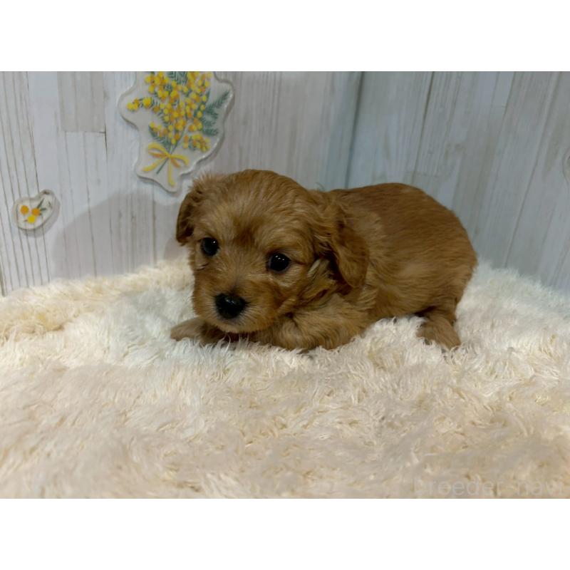 販売中の群馬県のチワプー:チワワ×トイプードル-427244の2枚目