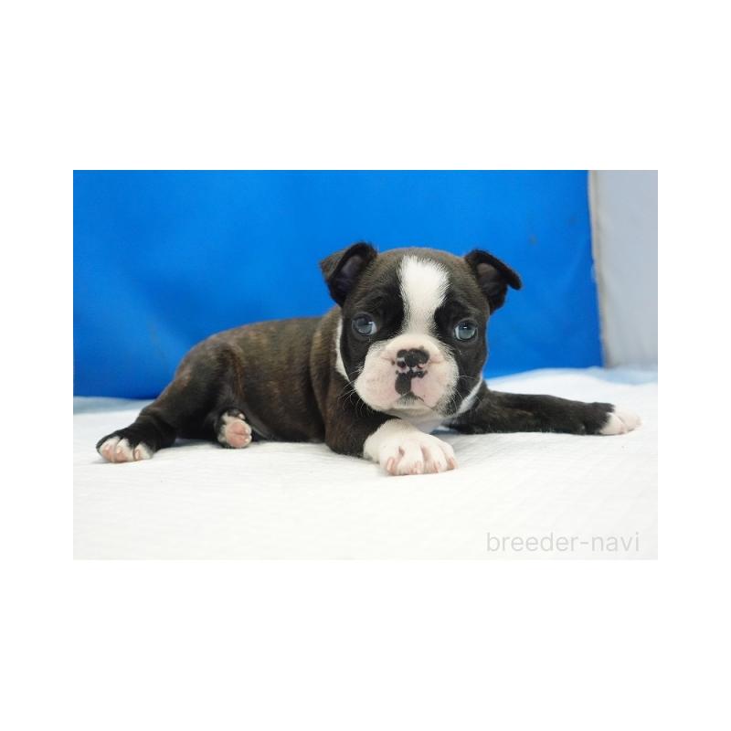 販売中の愛知県のミックス犬-427246の5枚目