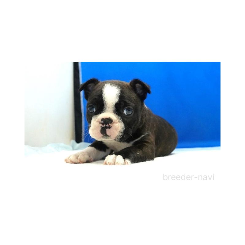 販売中の愛知県のミックス犬-427246の4枚目