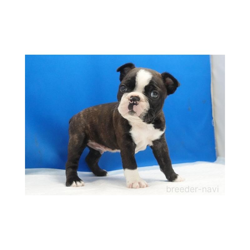 販売中の愛知県のミックス犬-427246の3枚目