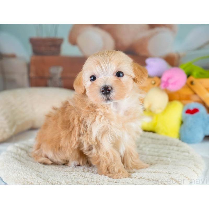 販売中の埼玉県のマルプー:マルチーズ×トイプードル-427247の9枚目