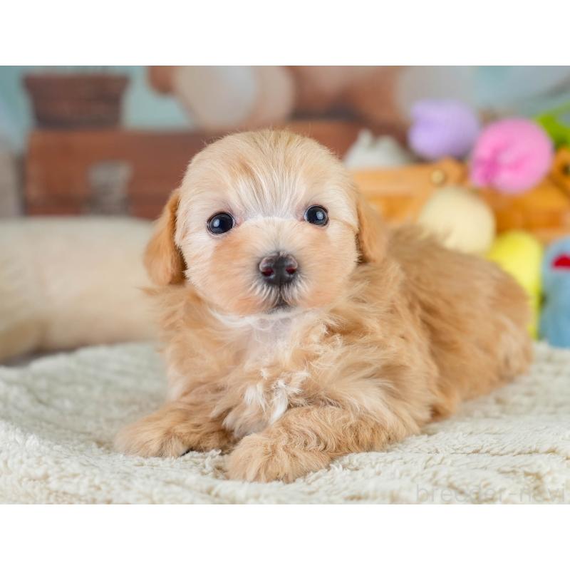 販売中の埼玉県のマルプー:マルチーズ×トイプードル-427247の8枚目