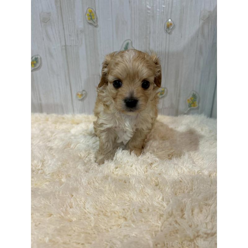 販売中の群馬県のチワプー:チワワ×トイプードル-427248の3枚目