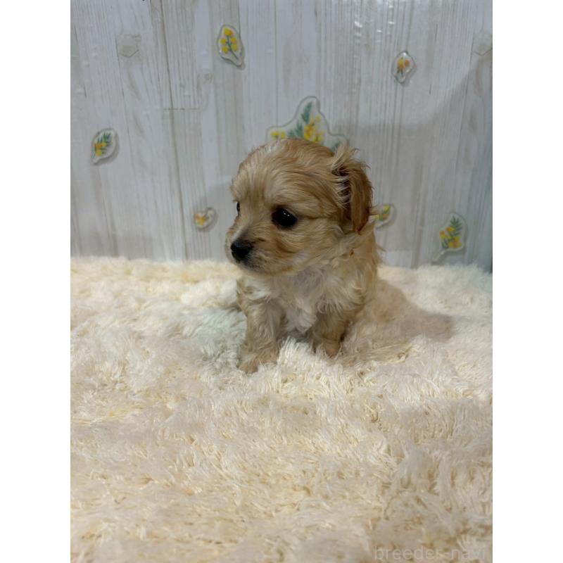 販売中の群馬県のチワプー:チワワ×トイプードル-427248の2枚目