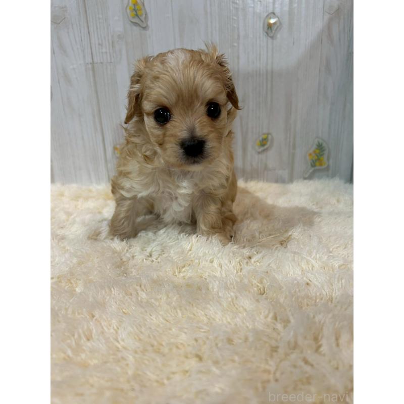 販売中の群馬県のチワプー:チワワ×トイプードル-427248