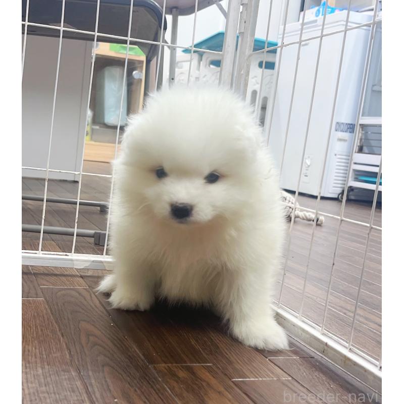 成約済の東京都のサモエド-426582の7枚目