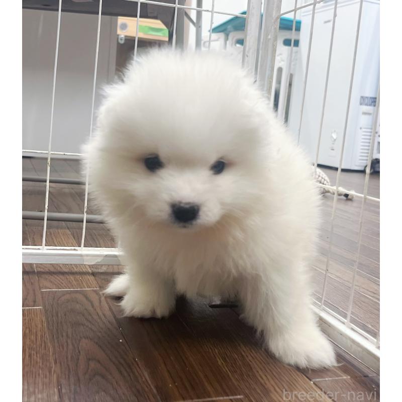 成約済の東京都のサモエド-426582の6枚目