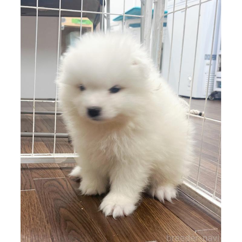 成約済の東京都のサモエド-426582の5枚目