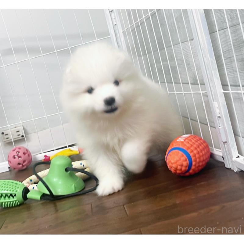 成約済の東京都のサモエド-426582の4枚目