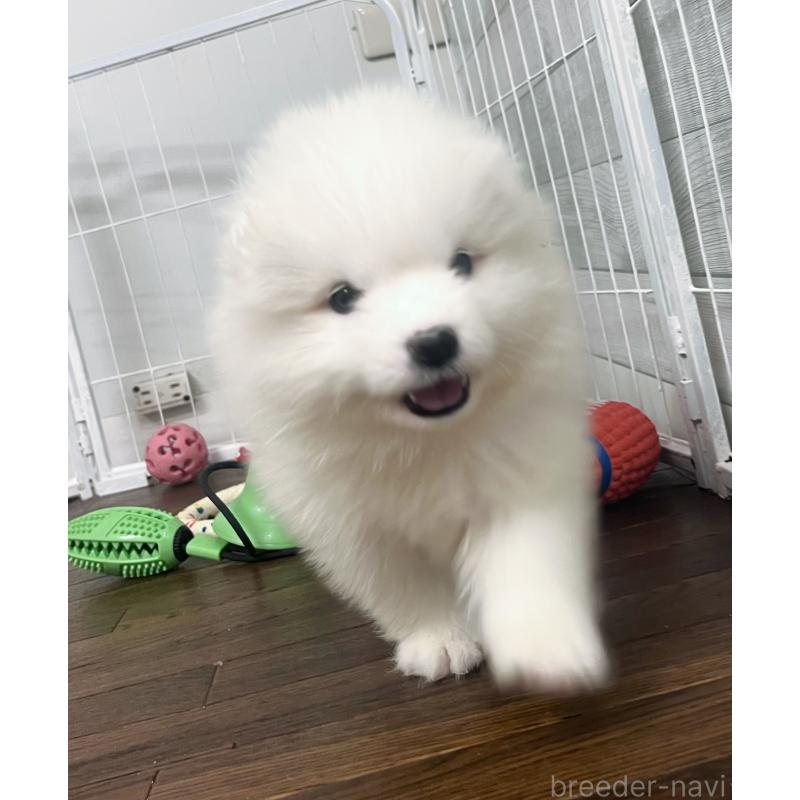 成約済の東京都のサモエド-426582の3枚目