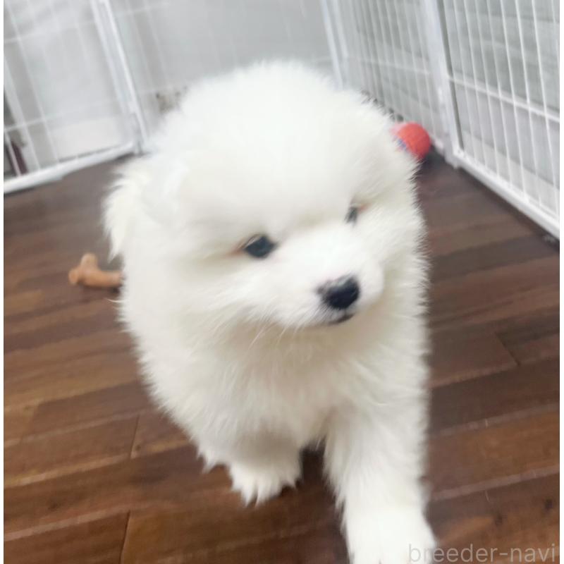 成約済の東京都のサモエド-426582の2枚目