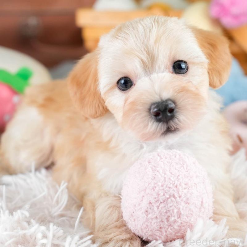 販売中の埼玉県のマルプー:マルチーズ×トイプードル-427249