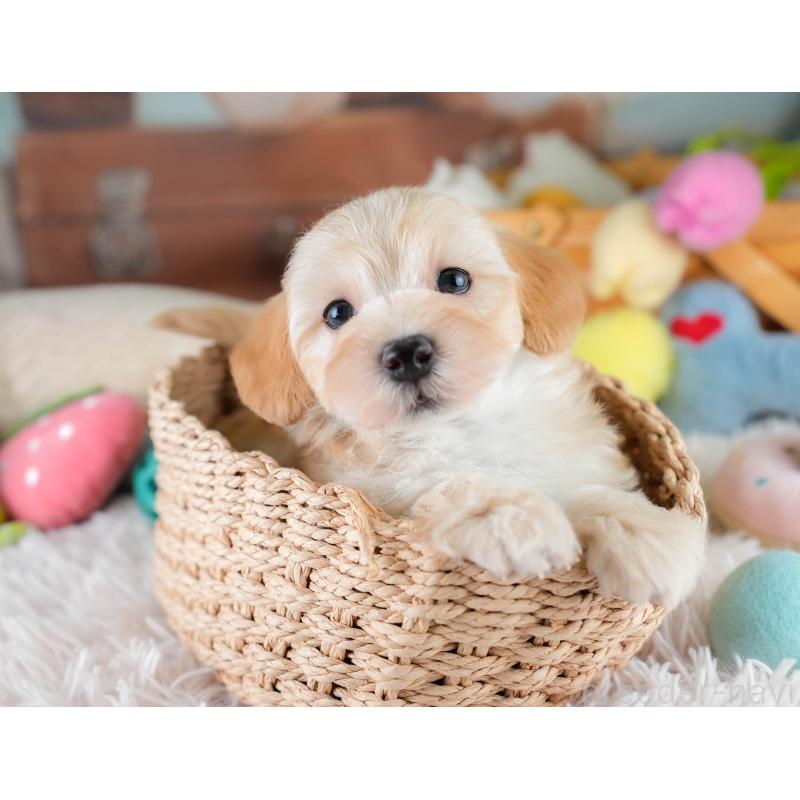 販売中の埼玉県のマルプー:マルチーズ×トイプードル-427249の9枚目