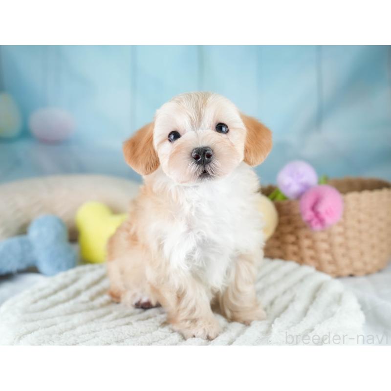 販売中の埼玉県のマルプー:マルチーズ×トイプードル-427249の5枚目