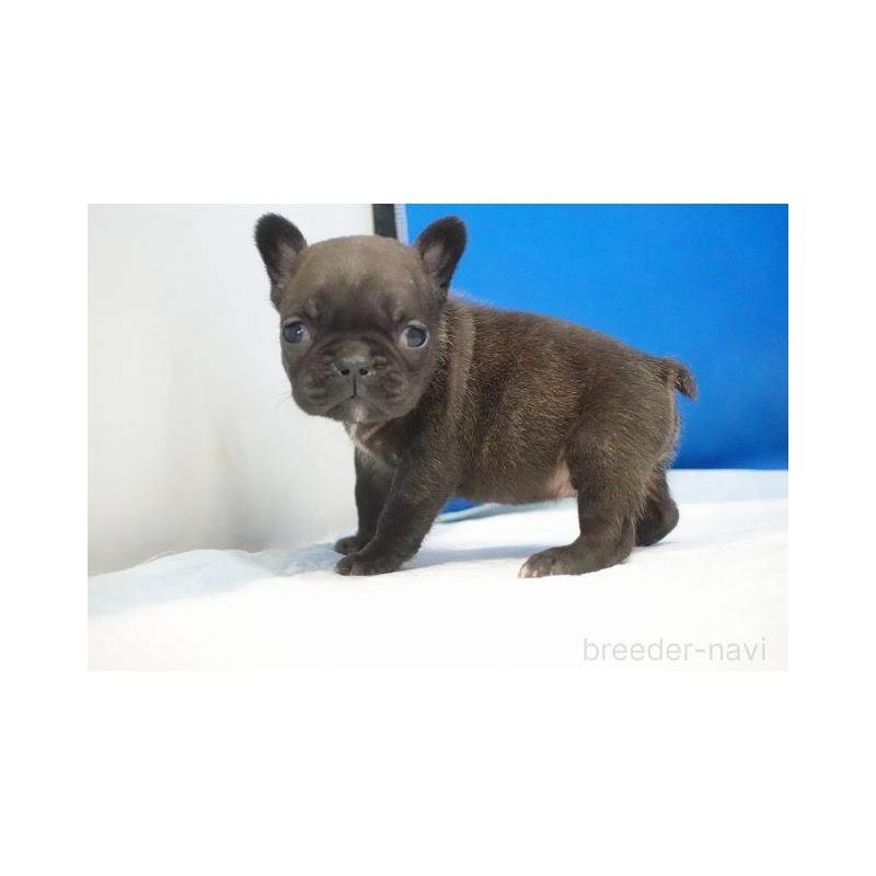 販売中の愛知県のフレンチブルドッグ-427250の5枚目