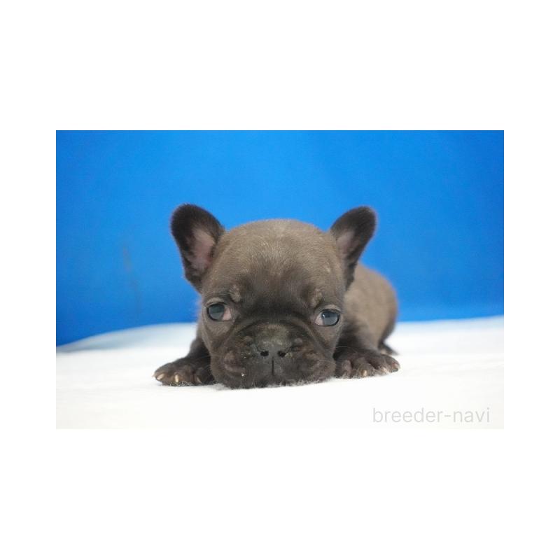 販売中の愛知県のフレンチブルドッグ-427250の4枚目