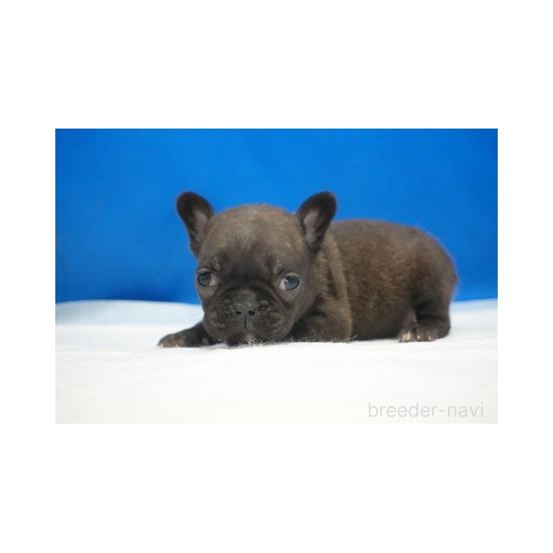 販売中の愛知県のフレンチブルドッグ-427250の3枚目