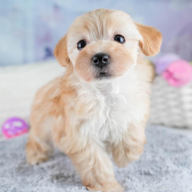 販売中の埼玉県のマルプー:マルチーズ×トイプードル-427252