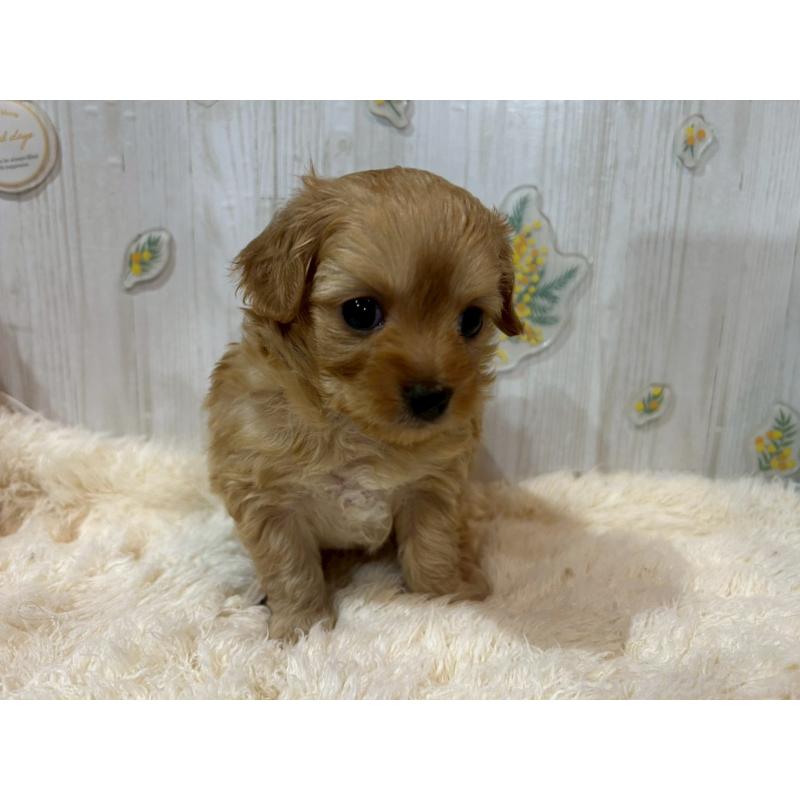 販売中の群馬県のチワプー:チワワ×トイプードル-427251の4枚目