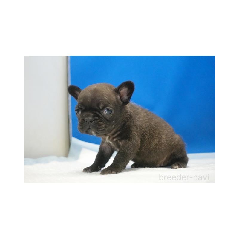 販売中の愛知県のフレンチブルドッグ-427250の2枚目