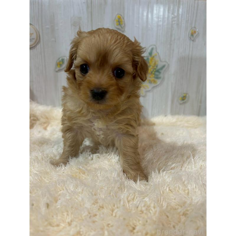 販売中の群馬県のチワプー:チワワ×トイプードル-427251の3枚目