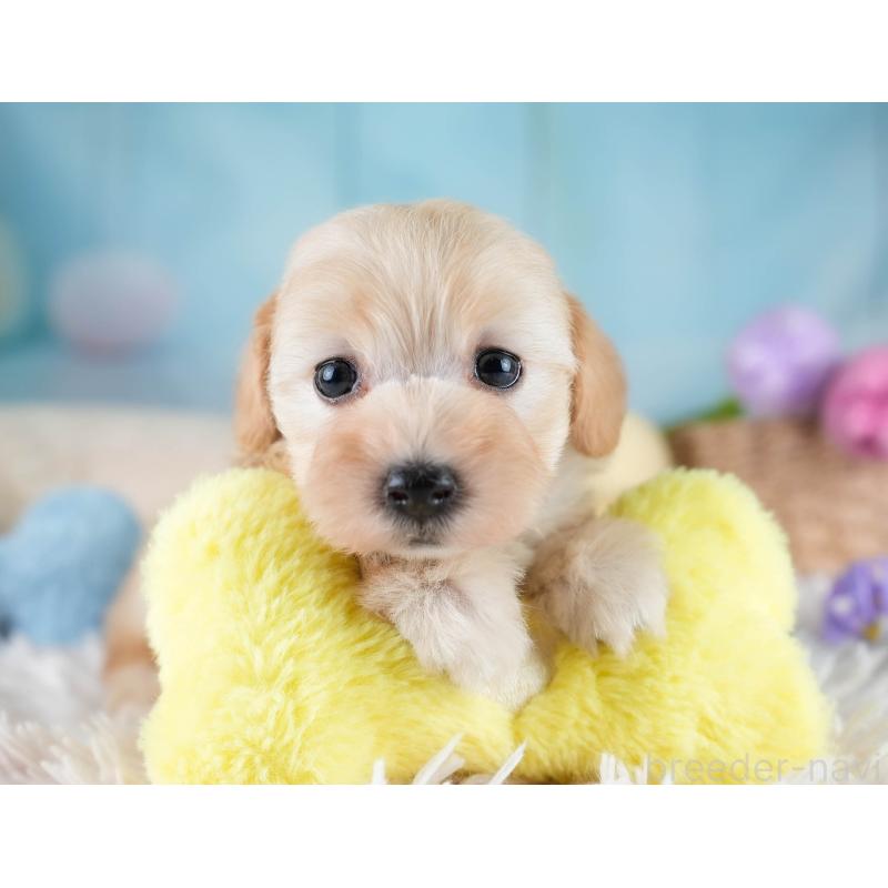 販売中の埼玉県のマルプー:マルチーズ×トイプードル-427252の9枚目