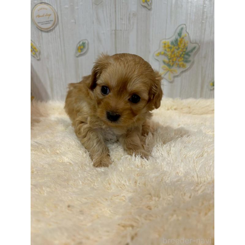 販売中の群馬県のチワプー:チワワ×トイプードル-427251の2枚目