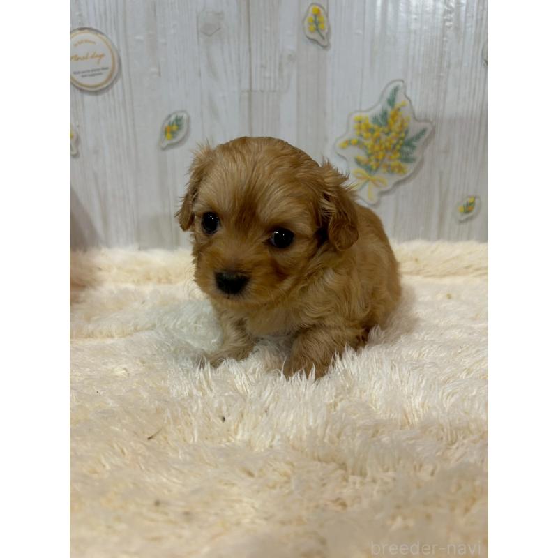 販売中の群馬県のチワプー:チワワ×トイプードル-427251の1枚目