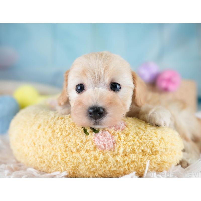 販売中の埼玉県のマルプー:マルチーズ×トイプードル-427252の7枚目