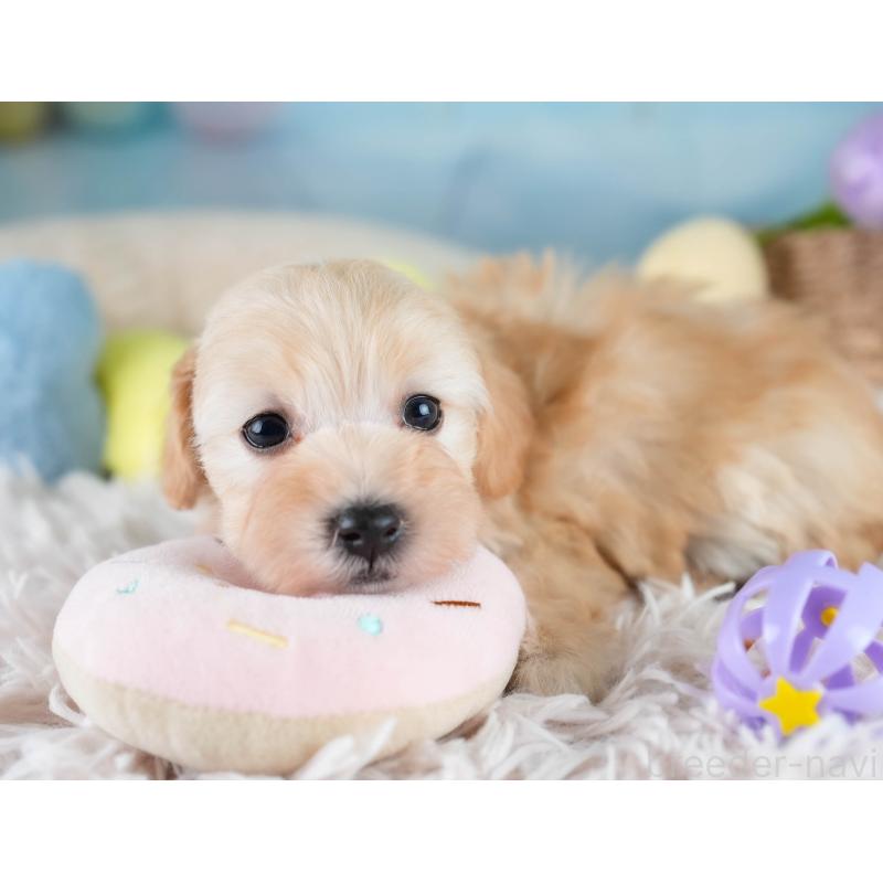 販売中の埼玉県のマルプー:マルチーズ×トイプードル-427252の6枚目