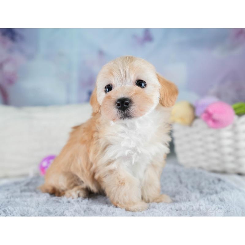 販売中の埼玉県のマルプー:マルチーズ×トイプードル-427252の4枚目