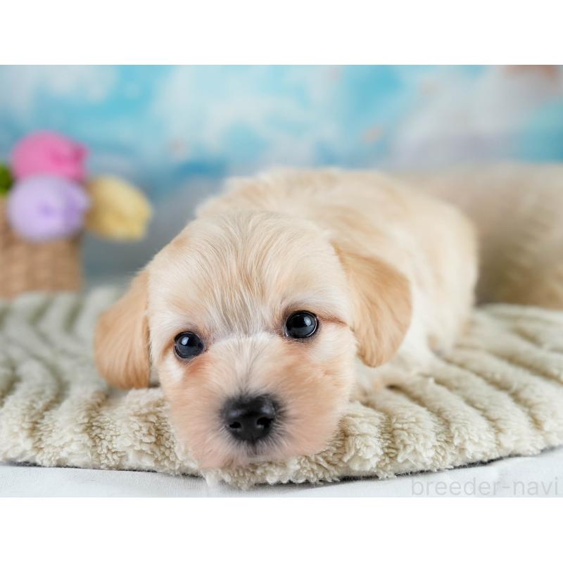 販売中の埼玉県のマルプー:マルチーズ×トイプードル-427253の9枚目