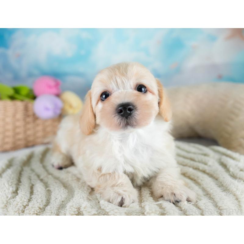 販売中の埼玉県のマルプー:マルチーズ×トイプードル-427253の8枚目