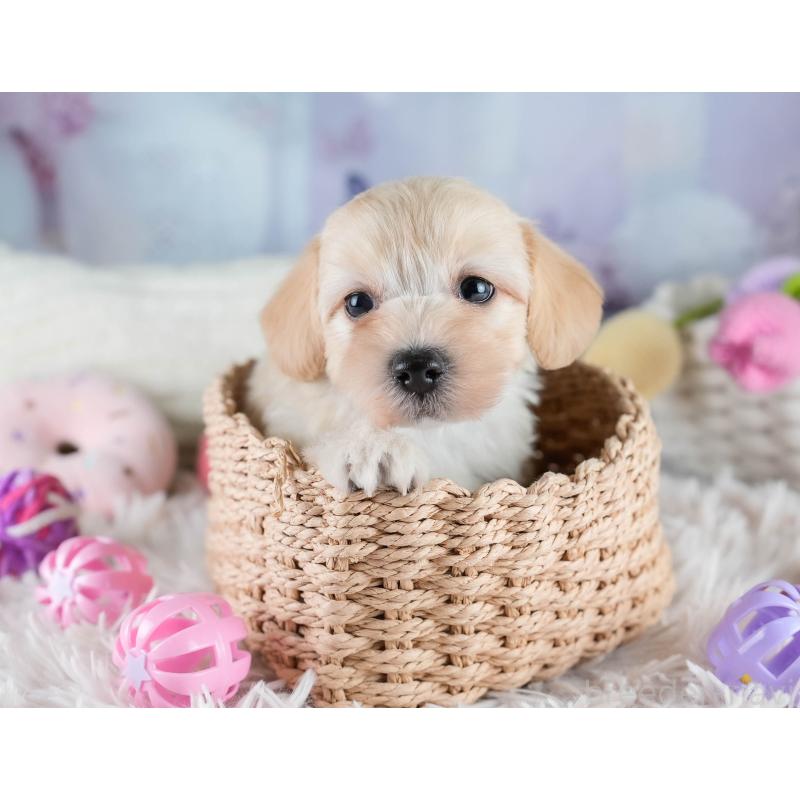 販売中の埼玉県のマルプー:マルチーズ×トイプードル-427253の7枚目